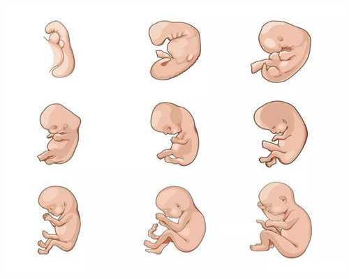 皇家生殖遗传医院5个月不显肚子、没胎动，是胎儿发育不良