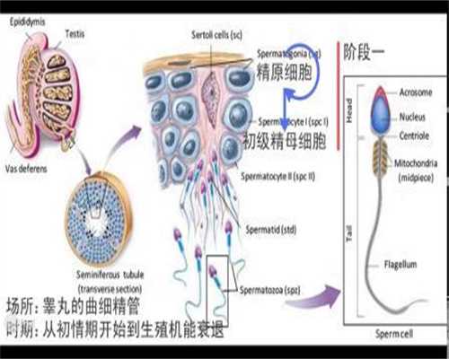 上海邦尼皇家生殖遗传医院网：我今年33岁，27岁第一次助孕
