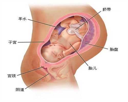 4个月孕妇能否吃莲心：北京苏州捐卵合法吗